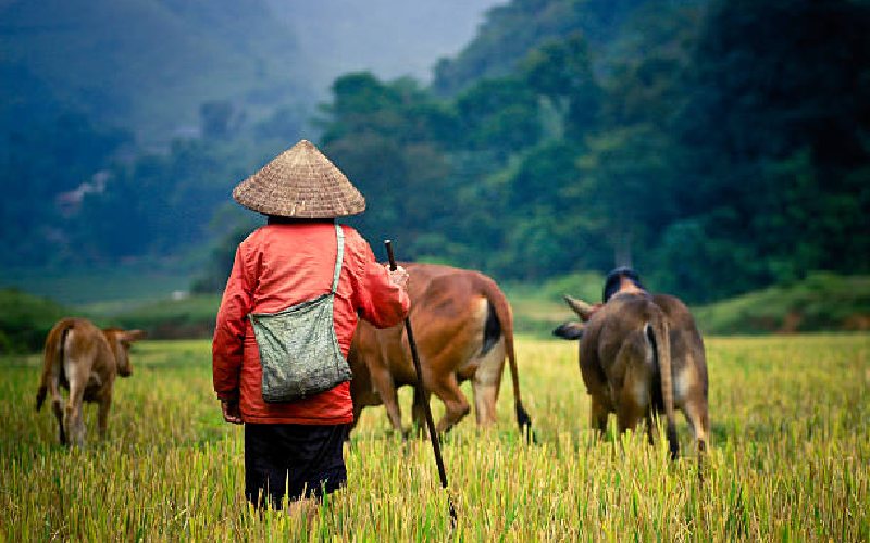 Bài thơ 4 chữ về quê hương