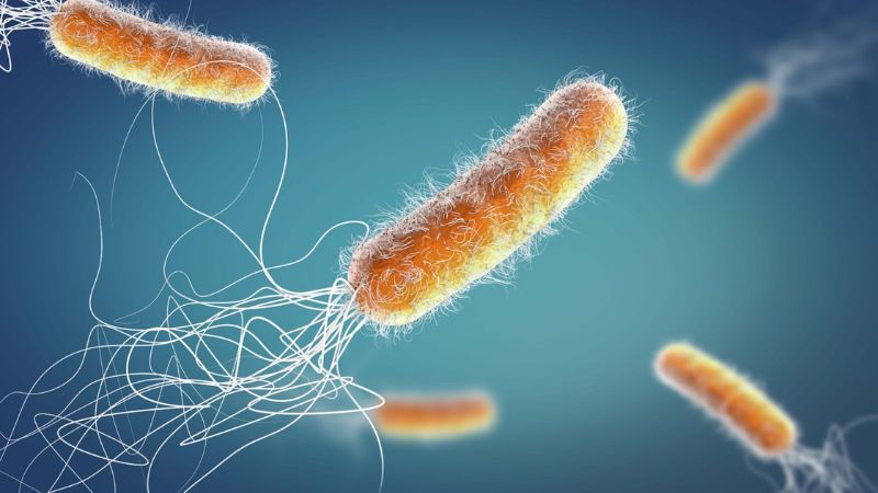 Pseudomonas gây viêm nang lông