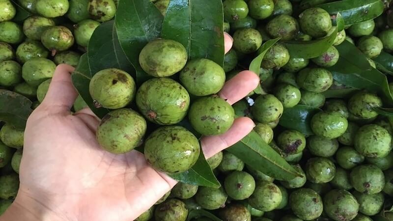 bí quyết chọn lựa quả sấu ngon