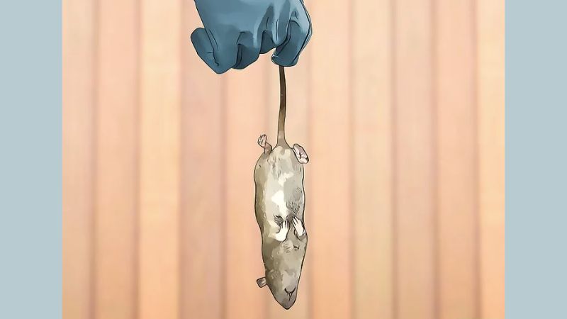 Cách đuổi chuột đơn giản nhưng cực hiệu quả – Mẹo ngăn ngừa chuột quay trở lại