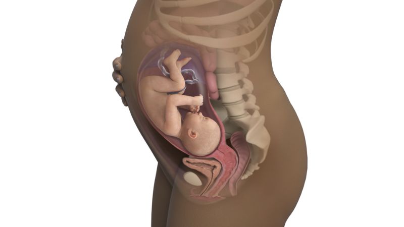 cách tính tuần thai siêu âm