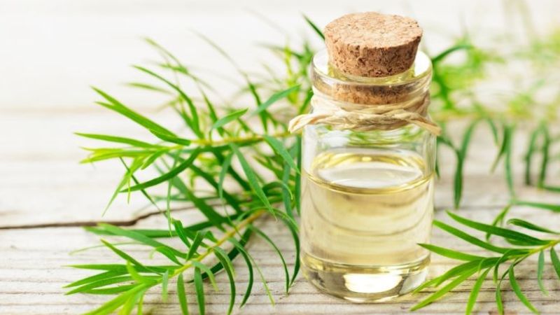 dùng dầu tràm trị mụn