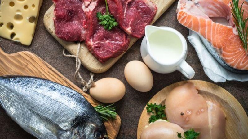 giảm protein động vật