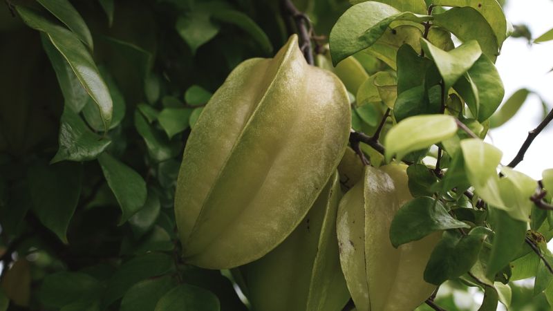 lá khế trị mề đay