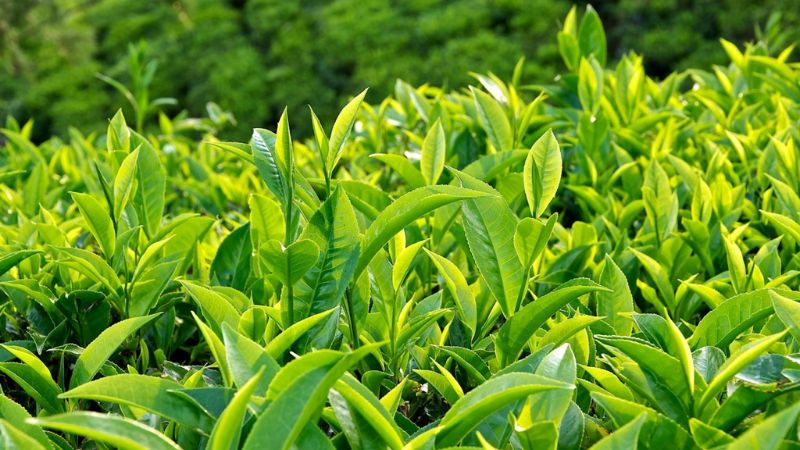 Nguyên liệu đầu tiên nếu bạn muốn nấu trà sữa cần phải có chính là trà