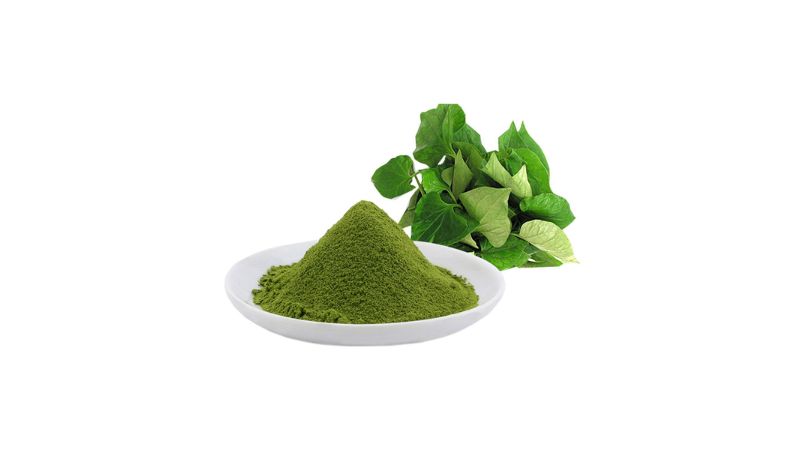 sử dụng lá diếp cá chữa bệnh trĩ