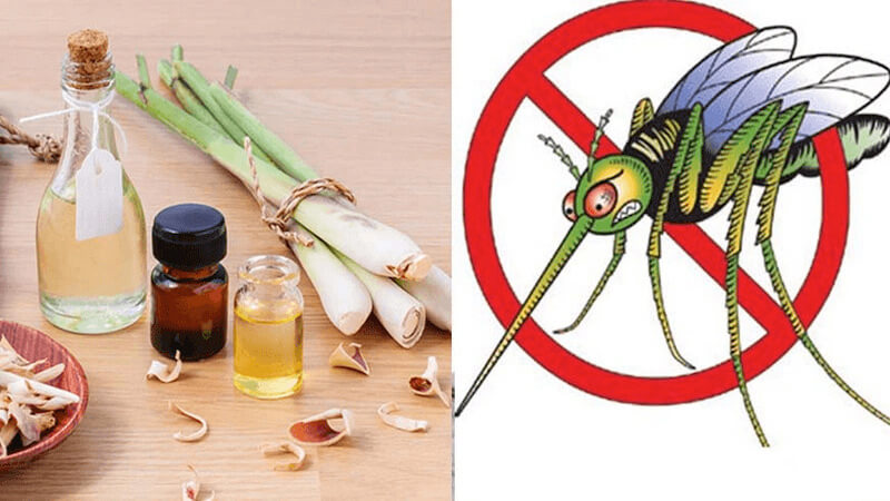 Tinh dầu xả đuổi muỗi
