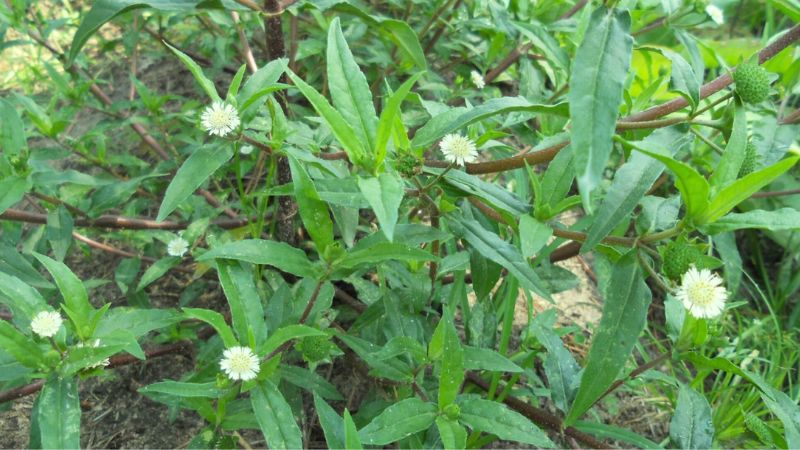 trị sỏi bằng cây nhọ nồi