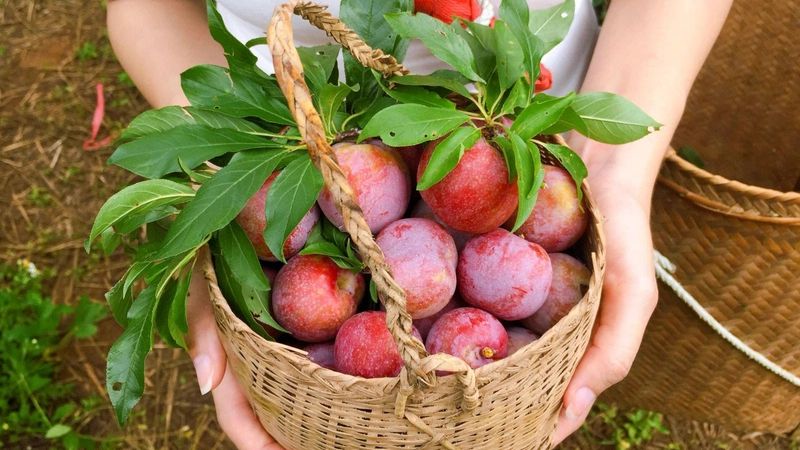 Uống siro mận có lợi ích gì?