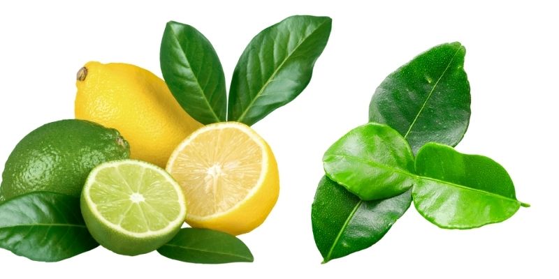 cách chữa hôi miệng bằng lá chanh