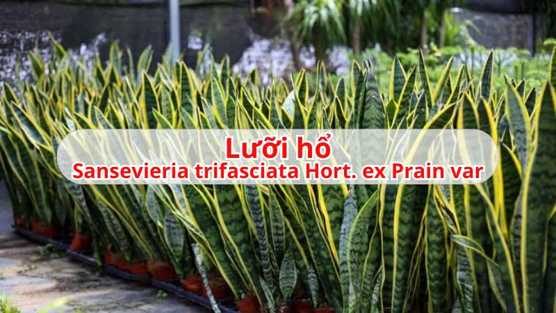 cách chữa viêm xoang bằng cây lưỡi hổ