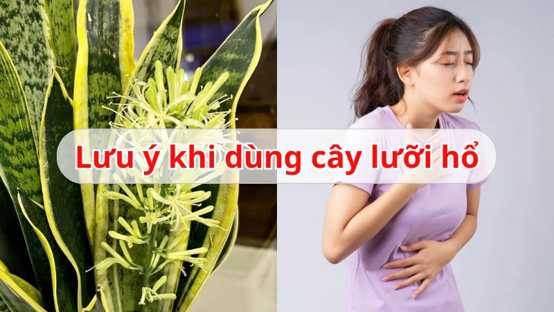 chữa viêm xoang bằng cây lưỡi hổ