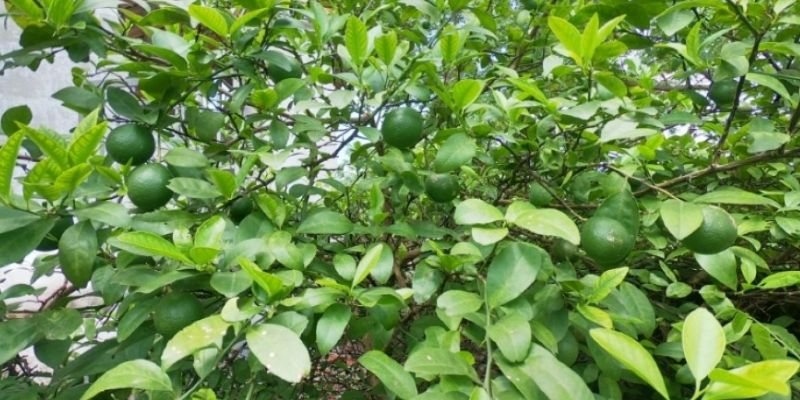 công dụng cách chữa hôi miệng bằng lá chanh