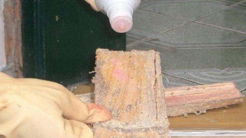 dùng bột diệt mối