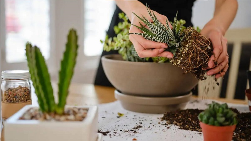 Lợi ích của việc trồng cây sen đá
