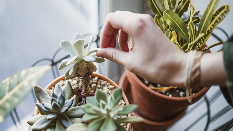 Những sai lầm thường gặp khi trồng và chăm sóc sen đá